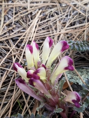 Pedicularis centranthera