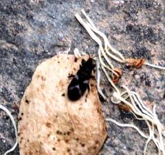 Oxycarenus