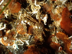Pisidia