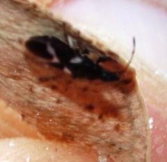 Oxycarenus