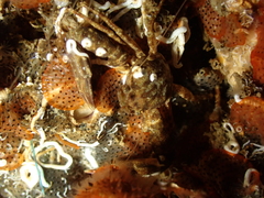 Pisidia