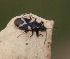 Oxycarenus