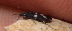 Oxycarenus