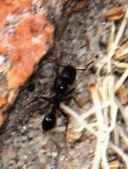 Anoplolepis steingroeveri