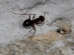 Anoplolepis steingroeveri