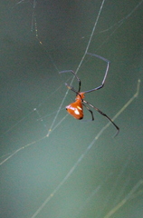 Argyrodes flavescens