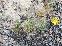 Rhynchosia ferulifolia