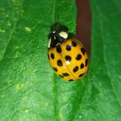Harmonia axyridis
