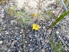 Rhynchosia ferulifolia