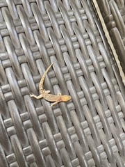 Gonatodes antillensis