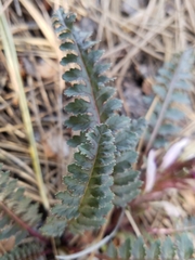 Pedicularis centranthera