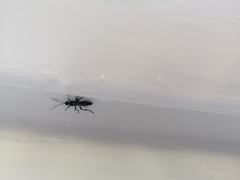 Ichneumonidae