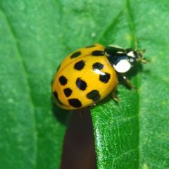Harmonia axyridis