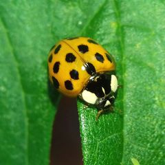 Harmonia axyridis