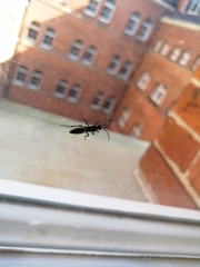 Ichneumonidae