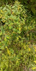 Wikstroemia canescens