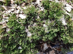 Selaginella sanguinolenta