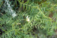 Vicia costata