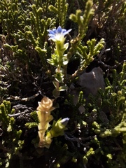 Gentiana squarrosa
