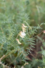 Vicia costata