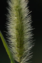 Setaria viridis viridis