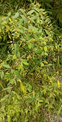 Wikstroemia canescens