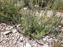 Veronica pinnata