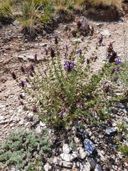 Dracocephalum fruticulosum