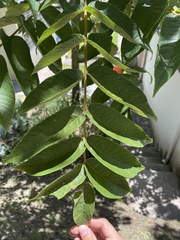 Juglans neotropica