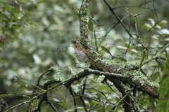 Catharus occidentalis