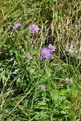 Scabiosa lucida