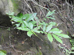 Millettia pachycarpa