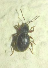 Otiorhynchus ovatus