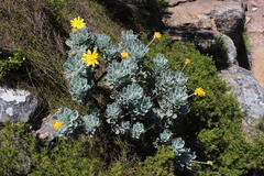 Euryops pectinatus pectinatus