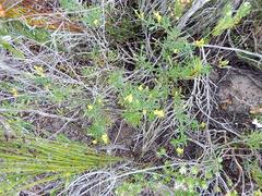 Liparia hirsuta
