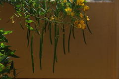 Senna corymbosa