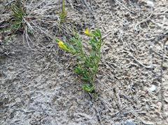Liparia hirsuta