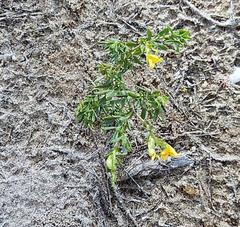 Liparia hirsuta