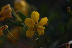 Senna corymbosa