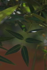 Senna corymbosa
