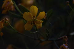 Senna corymbosa
