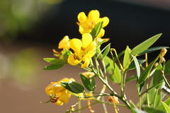 Senna corymbosa
