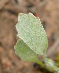 Centella tridentata hermanniifolia