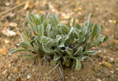 Centella tridentata hermanniifolia