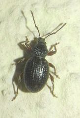 Otiorhynchus ovatus