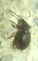 Otiorhynchus ovatus