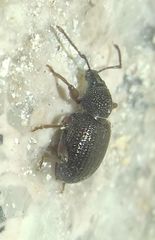 Otiorhynchus ovatus