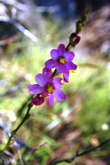 Ixia scillaris scillaris