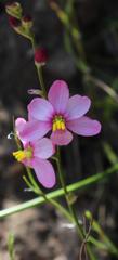 Ixia scillaris scillaris