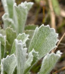 Centella tridentata hermanniifolia